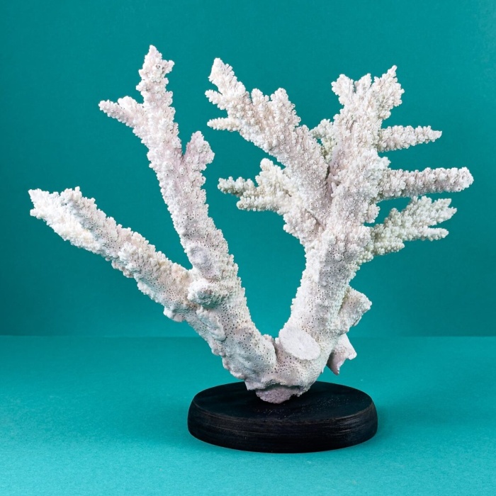 SALINCAK TAKOZU CADDY/GOLF